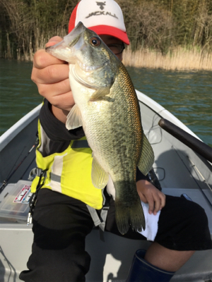 桜花トップウォーター