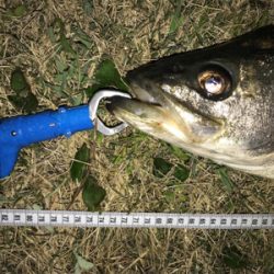 シーバス 73センチ