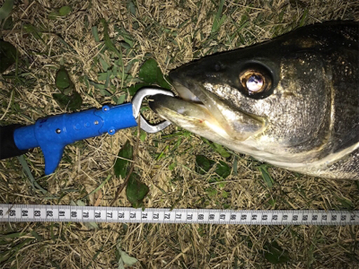 シーバス 73センチ