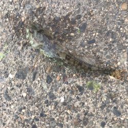 久しぶりのアジ