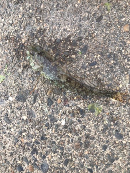 久しぶりのアジ