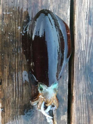 今年初アオリイカ