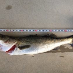 シーバスゲット！