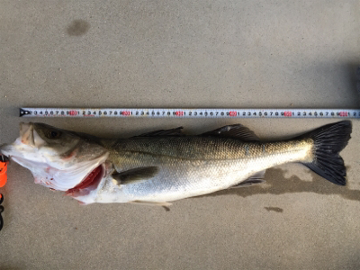 シーバスゲット！