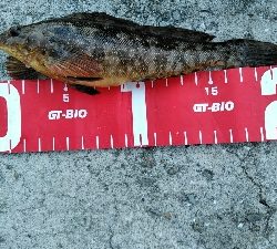 コブダイ釣りにかかったアイナメ