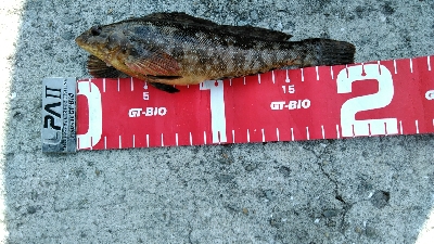 コブダイ釣りにかかったアイナメ