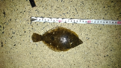 りんくう釣り護岸