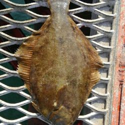 今年最初のカレイ