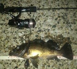 獰猛なメバル達