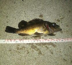 春の訪れメバルポンポン