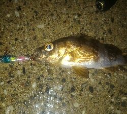 安定のロリメバルポンポン