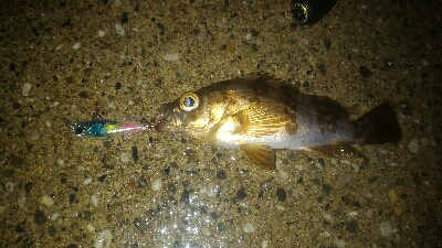 安定のロリメバルポンポン