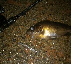 雨中のメバルポンポン