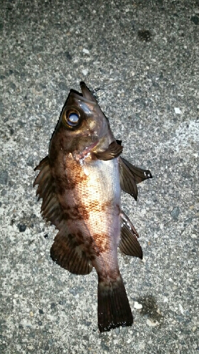 久しぶりの爆風