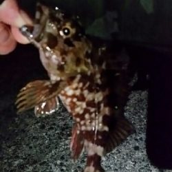 強気にプラッキングが…