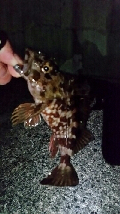 強気にプラッキングが…