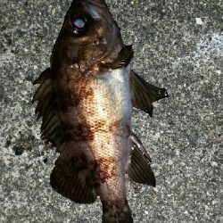 ライズにキャスト