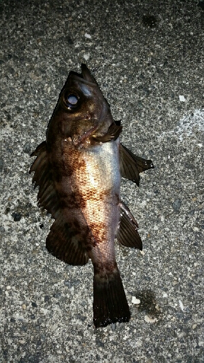 ライズにキャスト