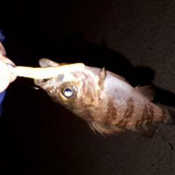 数釣りを楽しむ～