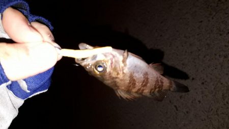 数釣りを楽しむ～