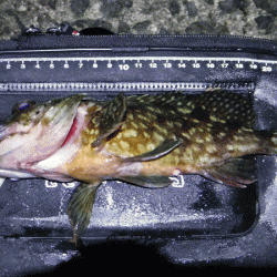 姫路メバル(2018-3)