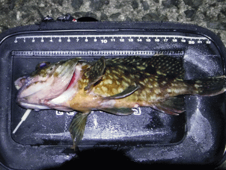 姫路メバル(2018-3)