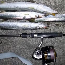 アジングからのカマッシング