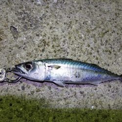 初！淡路島釣行