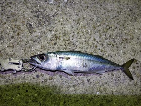 初！淡路島釣行