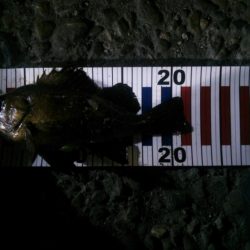 ようやく釣れた