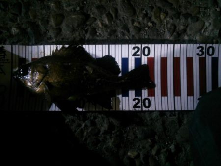 ようやく釣れた