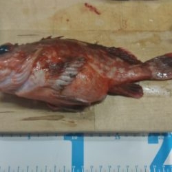 タイ、ガシラ釣り