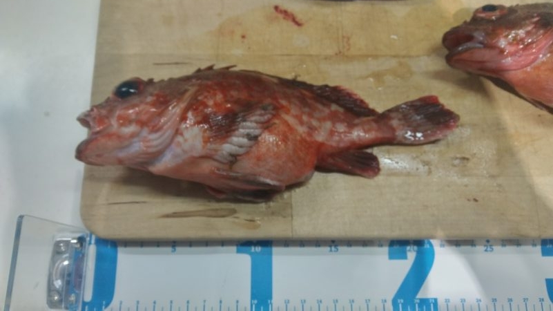 タイ、ガシラ釣り