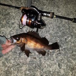 やっと見つけた。