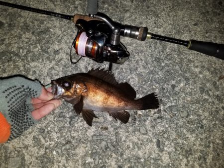 やっと見つけた。