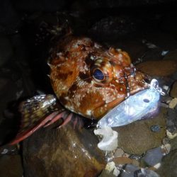 プラグでガシラ！