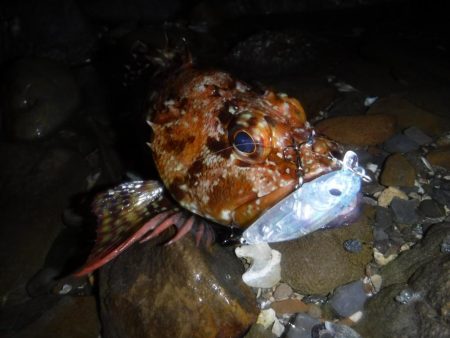 プラグでガシラ！