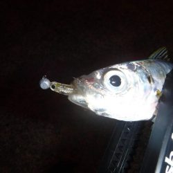 短時間アジング