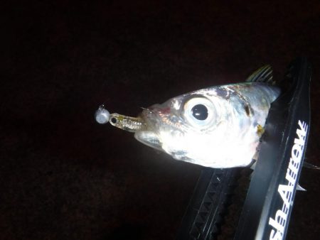 短時間アジング