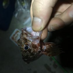 時代はガシラっすよ？