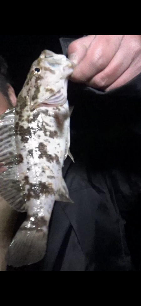 メバガシリングでオーセイ！