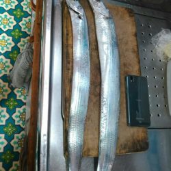 焼津港　連日太刀魚釣果