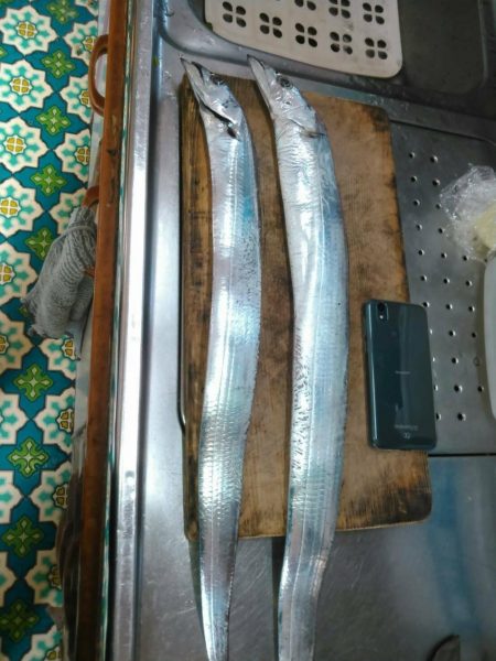 焼津港　連日太刀魚釣果