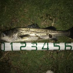 シーバス70cm 自己記録！