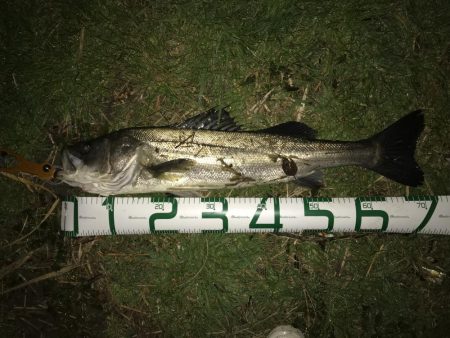 シーバス70cm 自己記録！