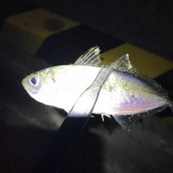 アジング釣行記