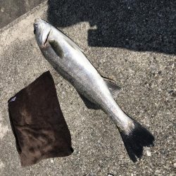 スズキゲット！