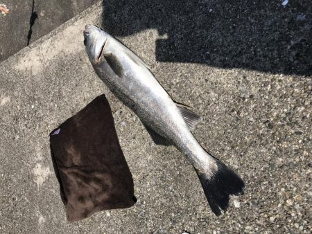 スズキゲット！