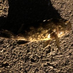 やっと釣れたメバル