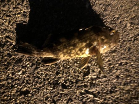 やっと釣れたメバル